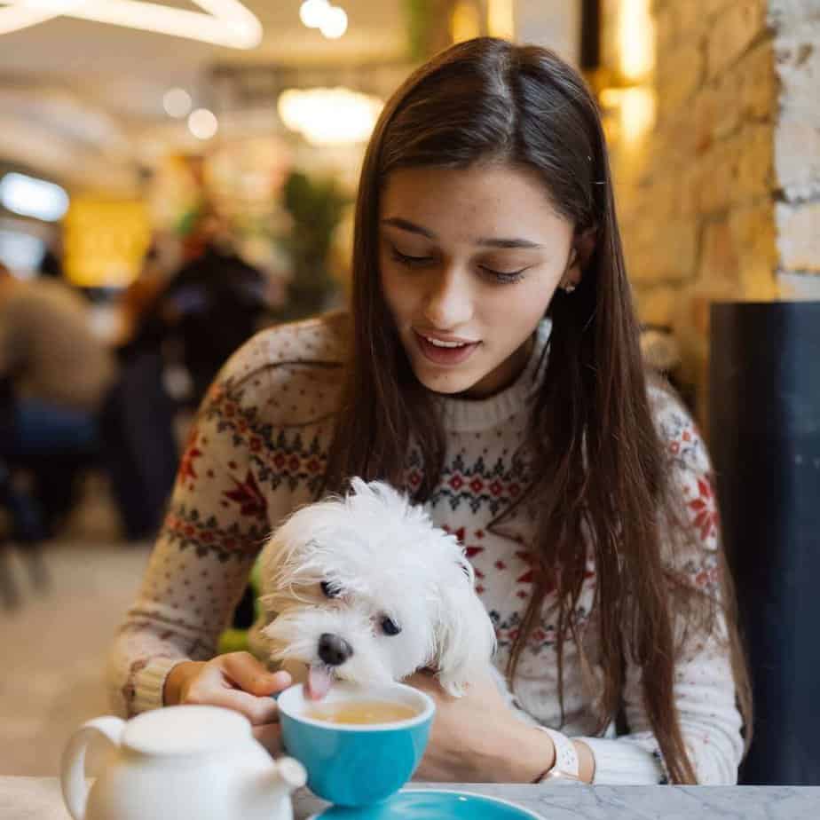 31-best-dog-friendly-restaurants-margaret-river-region-2023