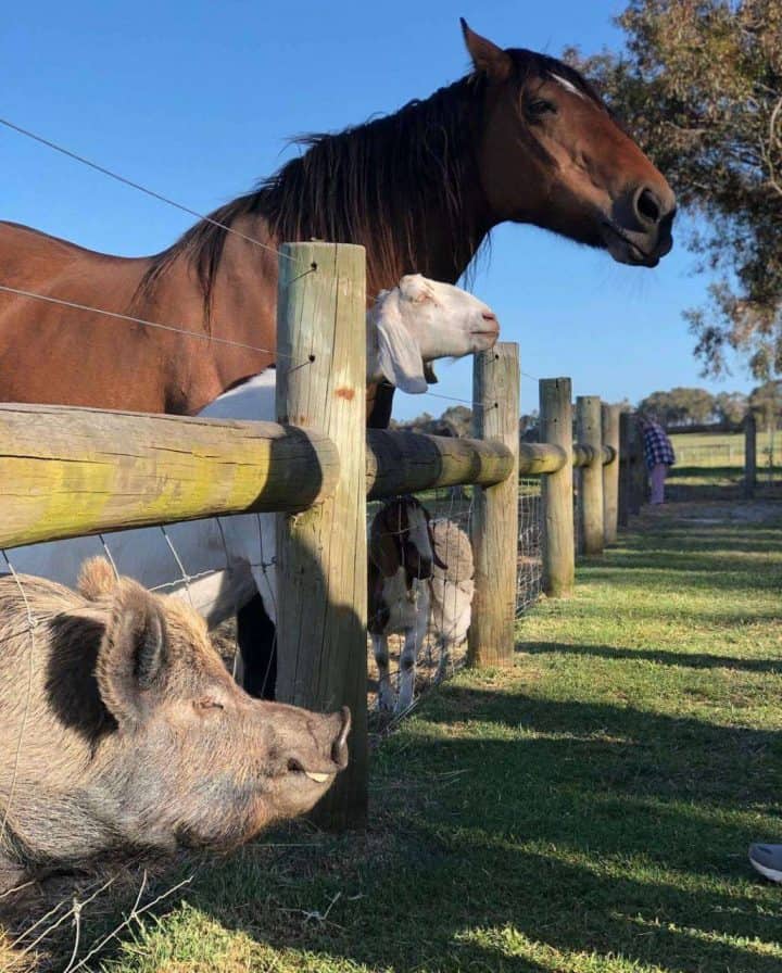 Farmstay Margaret River (Our 9 Best In 2022!) Margaret