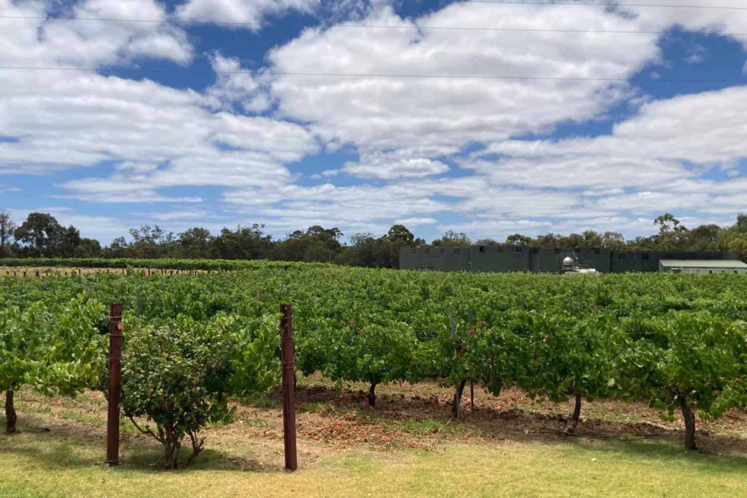 View of Margaret River vineyard, grapes on a vine, on a best wine tours Margaret River wine tour